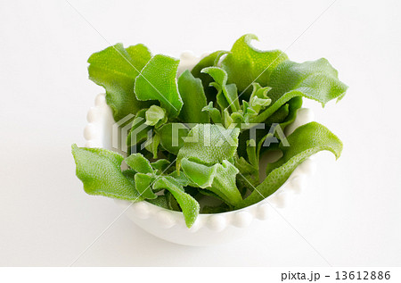 アイスプラント 13612886