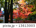 橿原神宮文華殿の紅葉 13613003