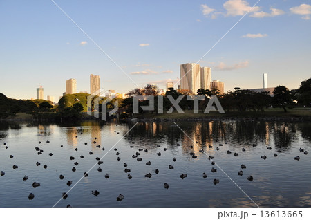 浜離宮恩賜庭園 13613665