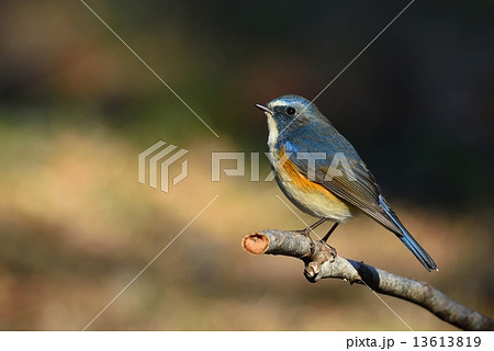 青い鳥：ルリビタキ 13613819