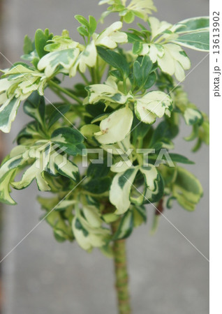 ホンコン ホンコン 13613902