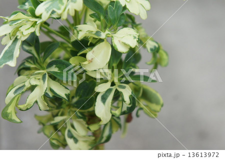 ホンコン ホンコン 13613972