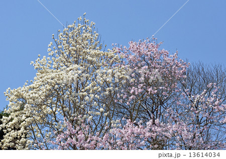 青空を背景にしたモクレンとシデコブシ 青空を背景にしたモクレンとシデコブシ 13614034