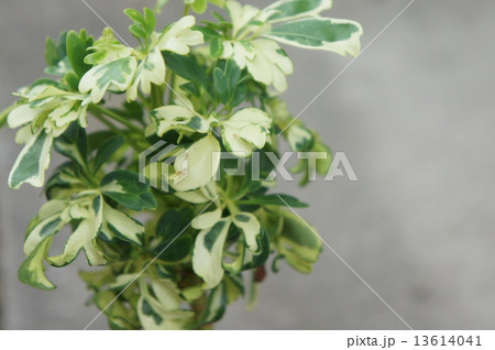 ホンコン ホンコン 13614041