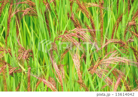 赤米 赤米 13614042