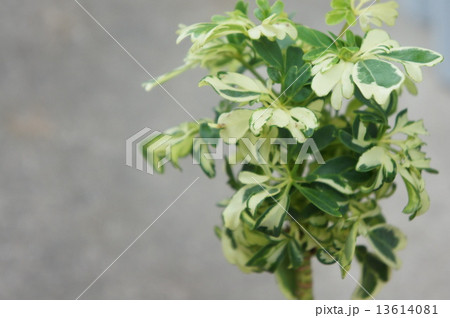 ホンコン ホンコン 13614081