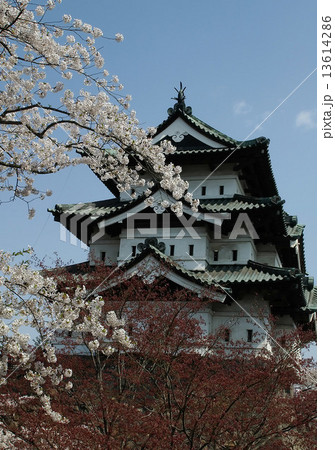 Cherry blossoms, Hirosaki park, Japan Cherry blossoms, Hirosaki park, Japan 13614286