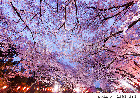 上野公園の夜桜 上野公園の夜桜 13614331