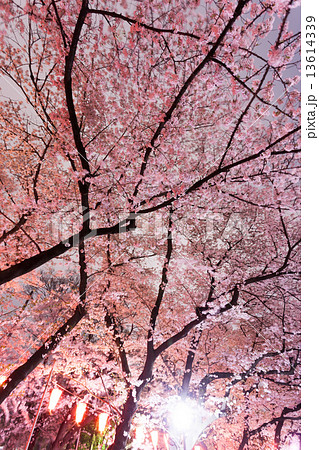 上野公園の夜桜 上野公園の夜桜 13614339