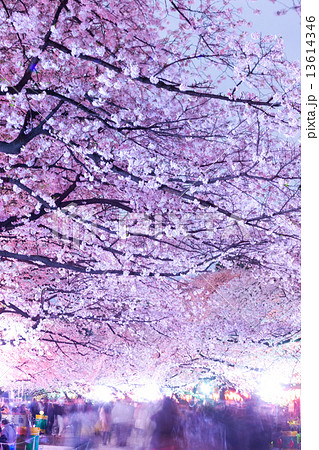 上野公園の夜桜 13614346