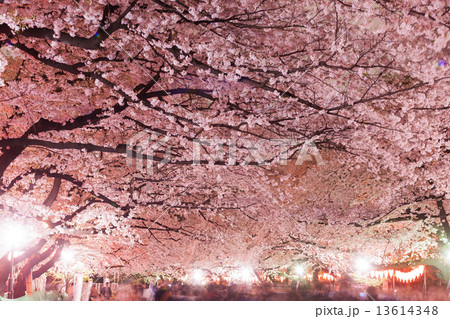 上野公園の夜桜 上野公園の夜桜 13614348