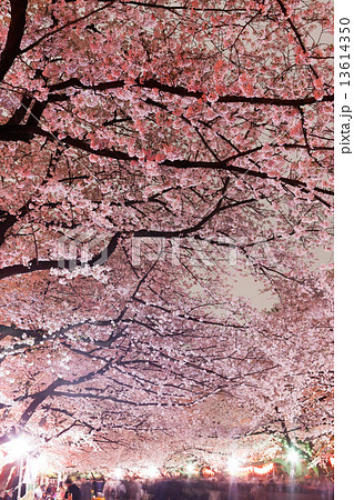 上野公園の夜桜 上野公園の夜桜 13614350
