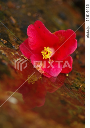 椿 2 椿 2 13614416