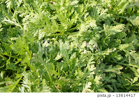 菊菜 菊菜 13614417