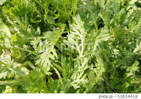 菊菜 菊菜 13614418