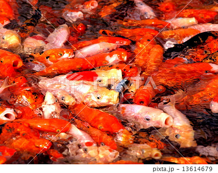 錦鯉稚魚の写真素材