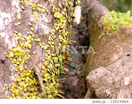 マメヅタ マメヅタ 13614804