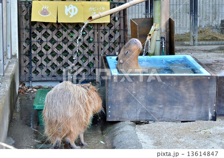 カピバラ温泉 13614847