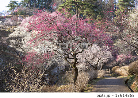 吉野梅郷 13614868