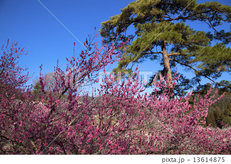 吉野梅郷 13614875