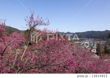 吉野梅郷 13614953