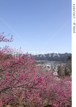 吉野梅郷 13614954