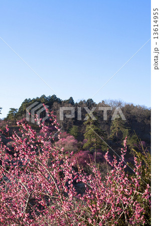 吉野梅郷 13614955