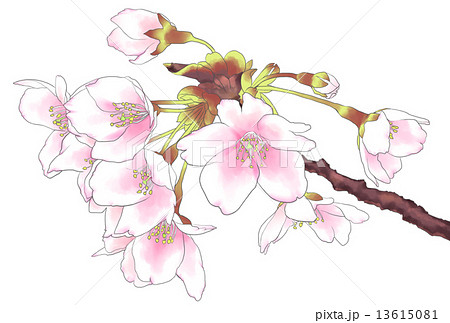 桜 水彩風 手書きのイラスト素材 13615081 Pixta