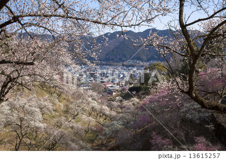 吉野梅郷 13615257