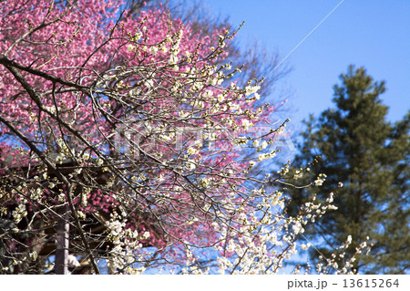 吉野梅郷 13615264