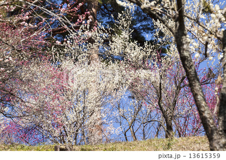 吉野梅郷 吉野梅郷 13615359