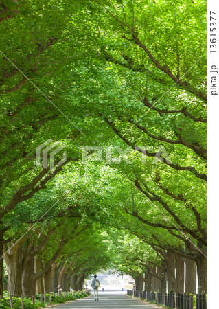 神宮外苑の銀杏並木 神宮外苑の銀杏並木 13615377