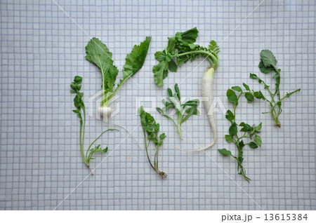 春の七草（タイル） 13615384