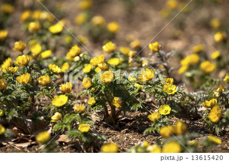 吉野梅郷 13615420