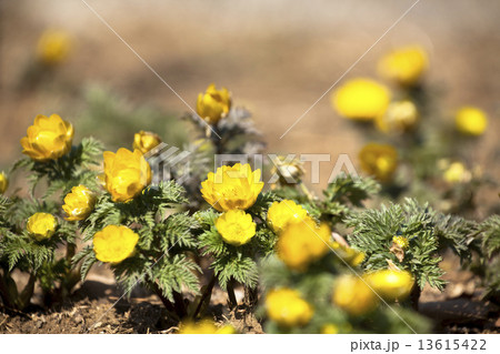 吉野梅郷 13615422