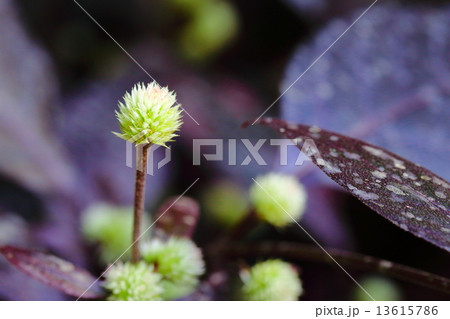 アカバセンニチコウ 13615786