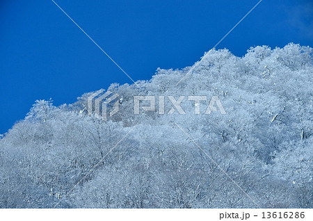 冬霧氷雪景色イメージ 13616286