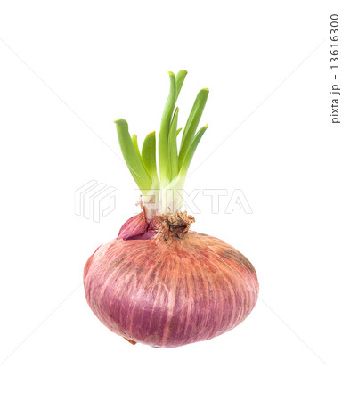 Budding shallot 13616300