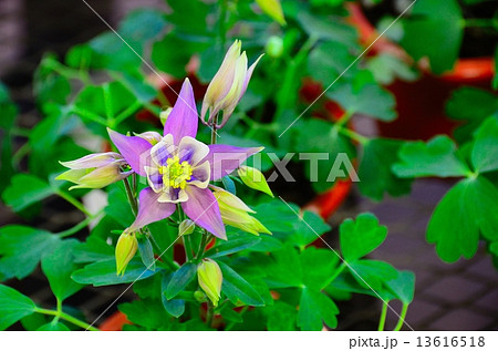 オダマキ オダマキ 13616518