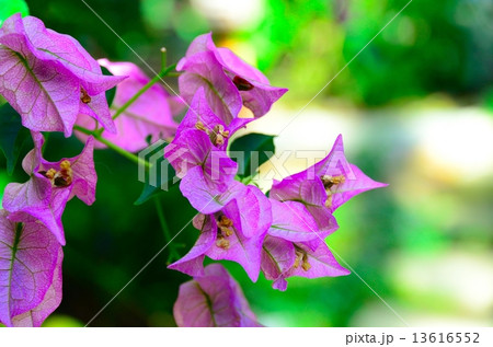 ブーゲンビリア・サンデリアナ 13616552