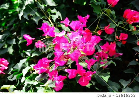 ブーゲンビリア・スペクタビリス 13616555