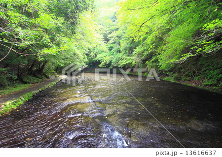 岳切渓谷 13616637