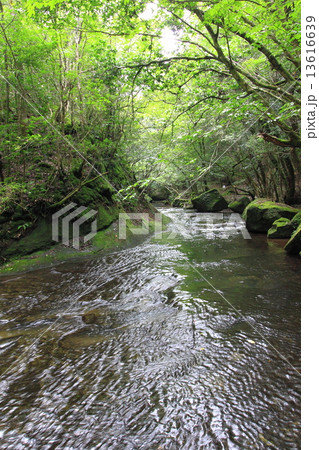 岳切渓谷 13616639