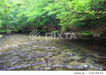 岳切渓谷 13616640