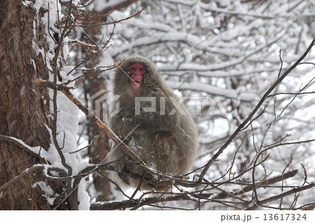 日本最北限の猿 日本最北限の猿 13617324