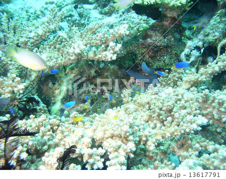青と黄色のカワイイ熱帯魚 13617791