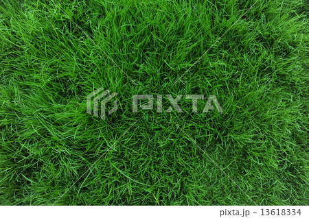 Grass 13618334