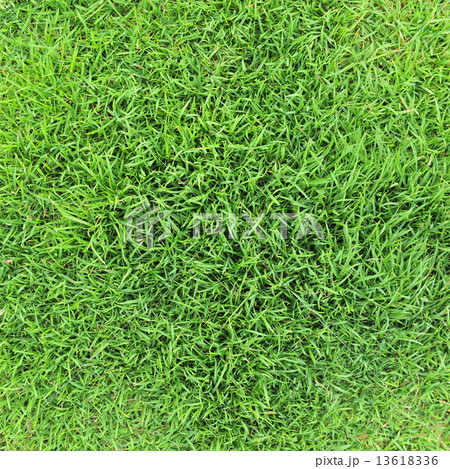 grass background 13618336