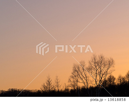 夕焼けと冬木立の背景 夕焼けと冬木立の背景 13618858