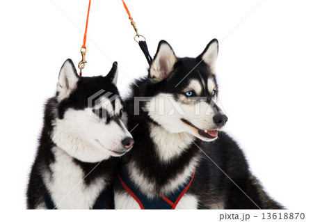 Two husky dogs 13618870